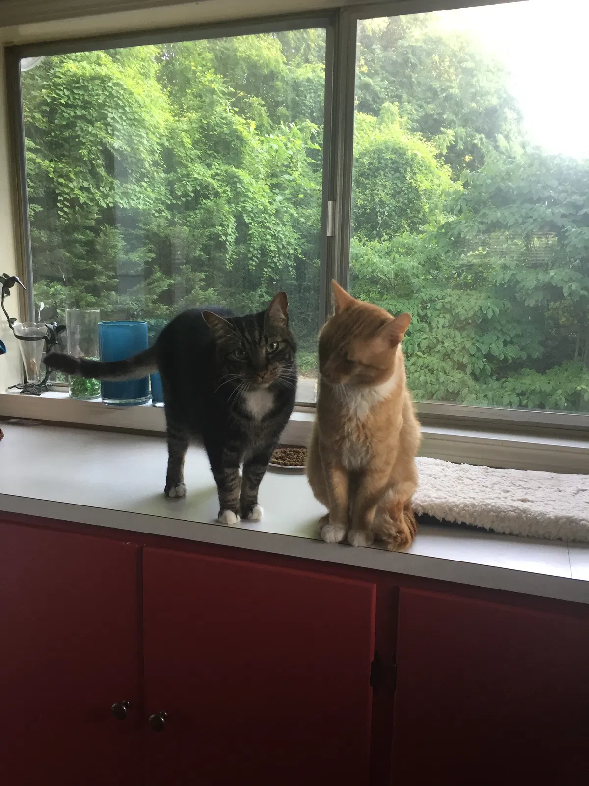 Lost cat in Winston Salem, NC, 27104