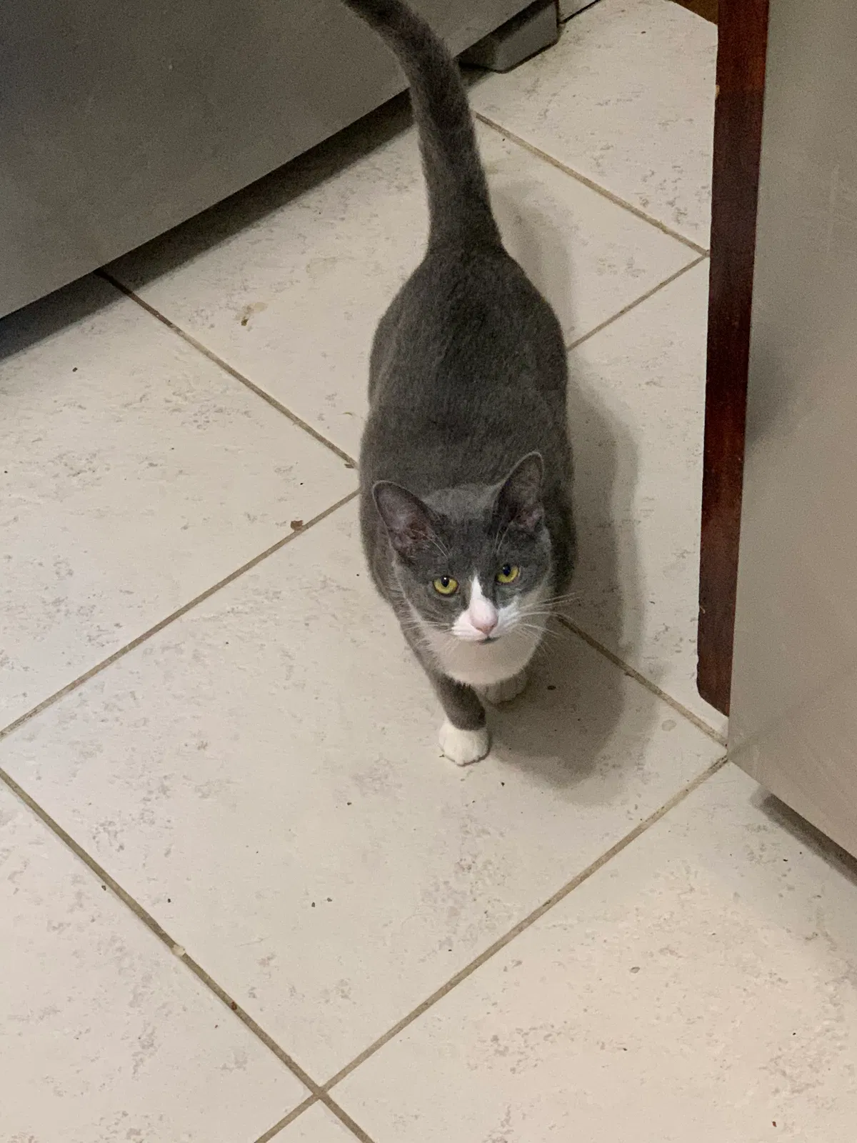 Lost cat in Tallahassee, FL, 32309