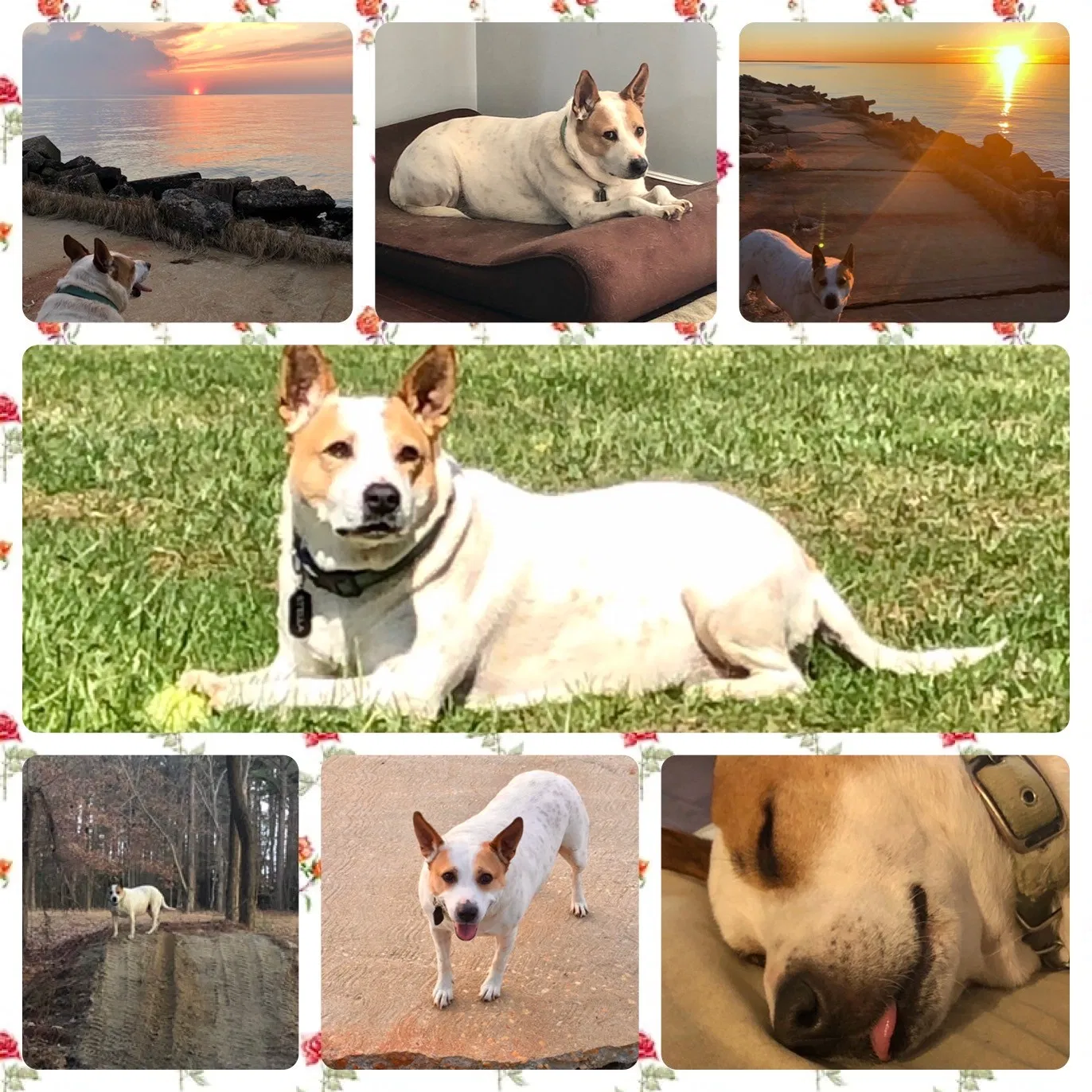 Lost dog in Owings Mills, MD, 21117