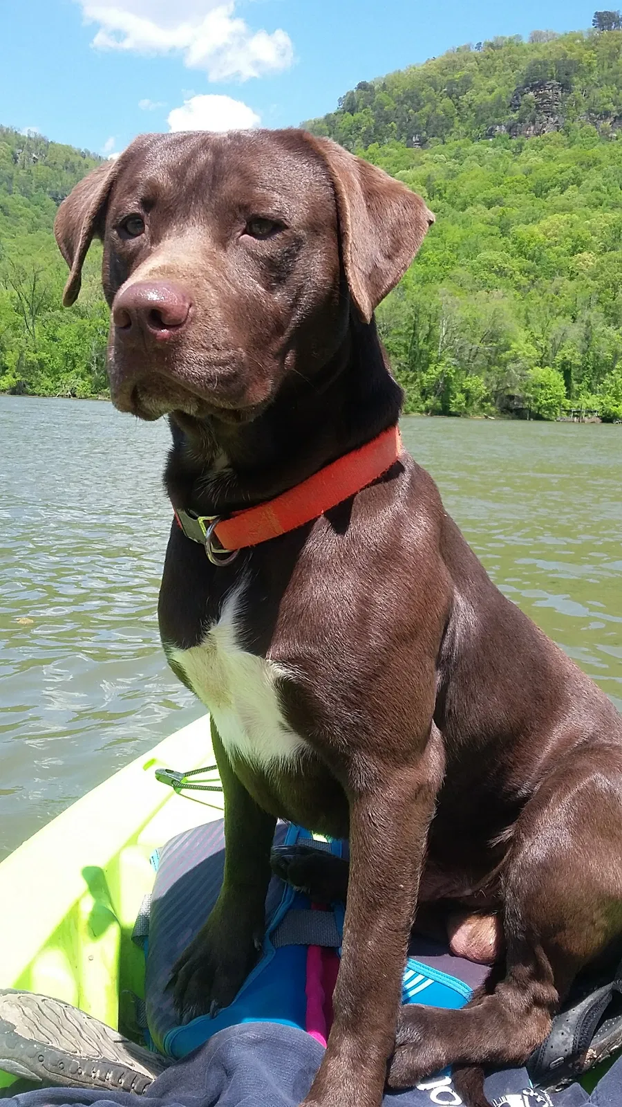 Lost dog in Signal Mountain, TN, 37377