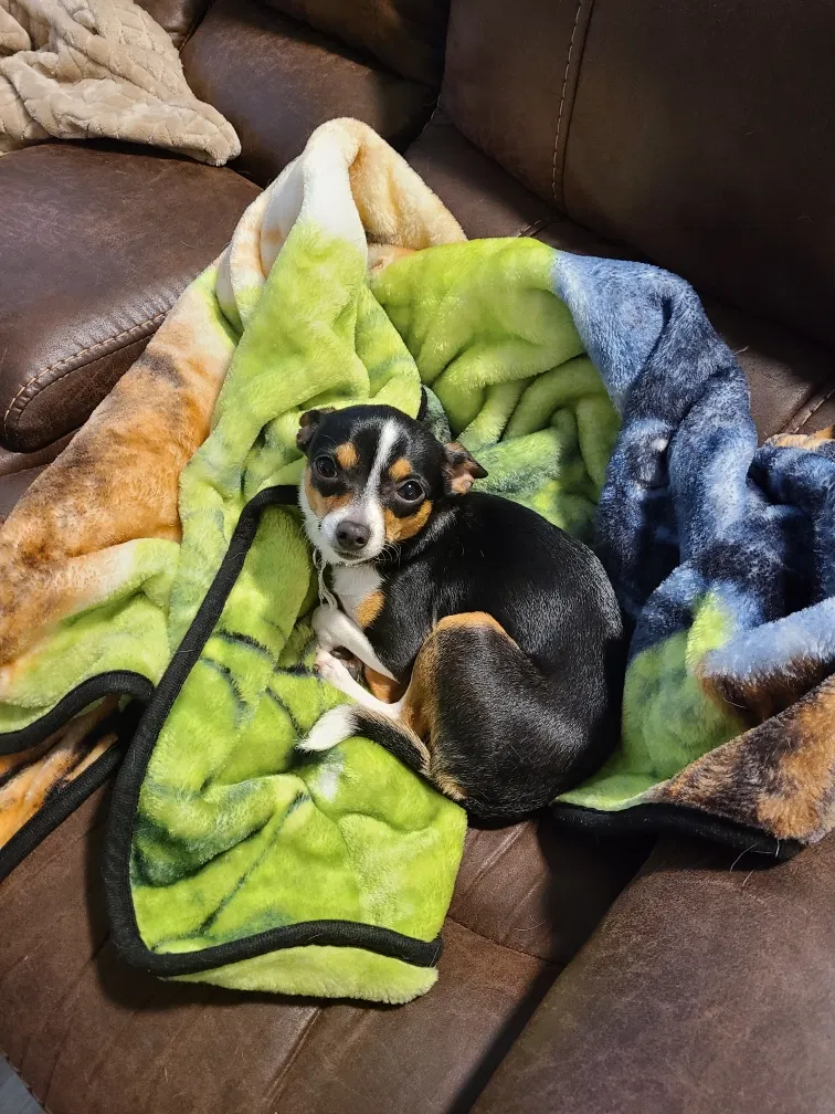 Lost dog in Hinesville, GA, 31313
