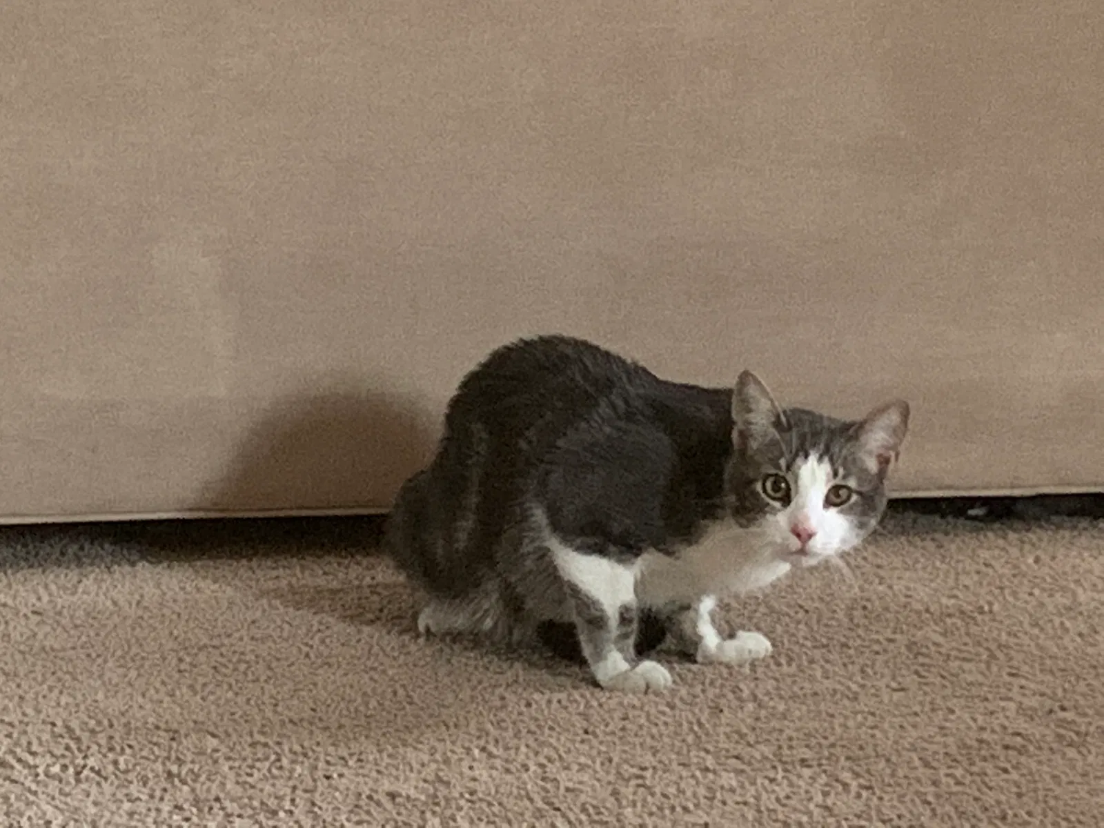 Lost cat in Mount Dora, FL, 32757