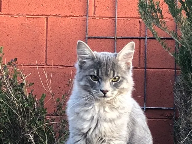 Lost cat in Tucson, AZ, 85730