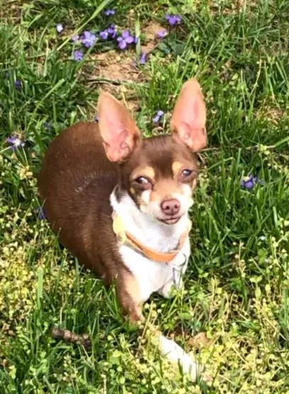 Lost dog in Martinsburg, WV, 25401