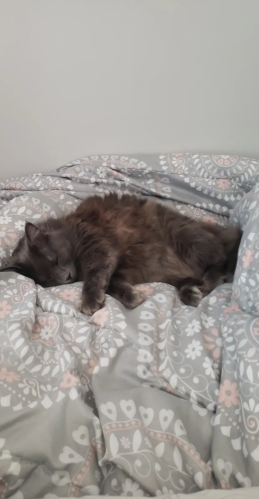 Lost cat in Knoxville, TN, 37920