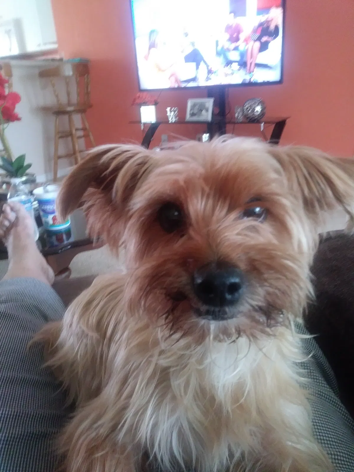 Lost dog in Cape Coral, FL, 33993