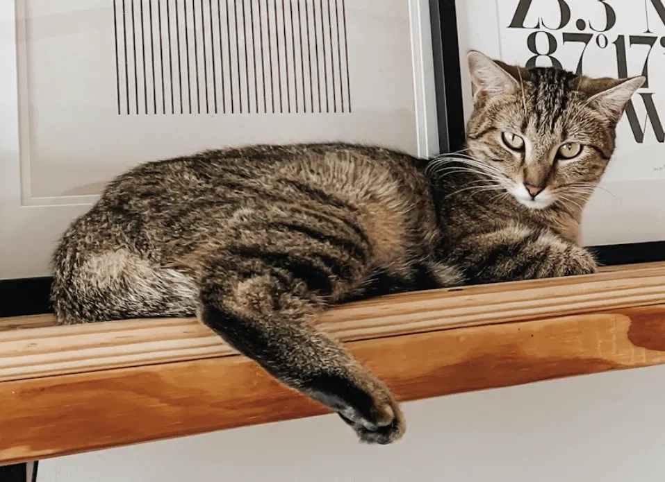Lost cat in Clarksville, TN, 37040