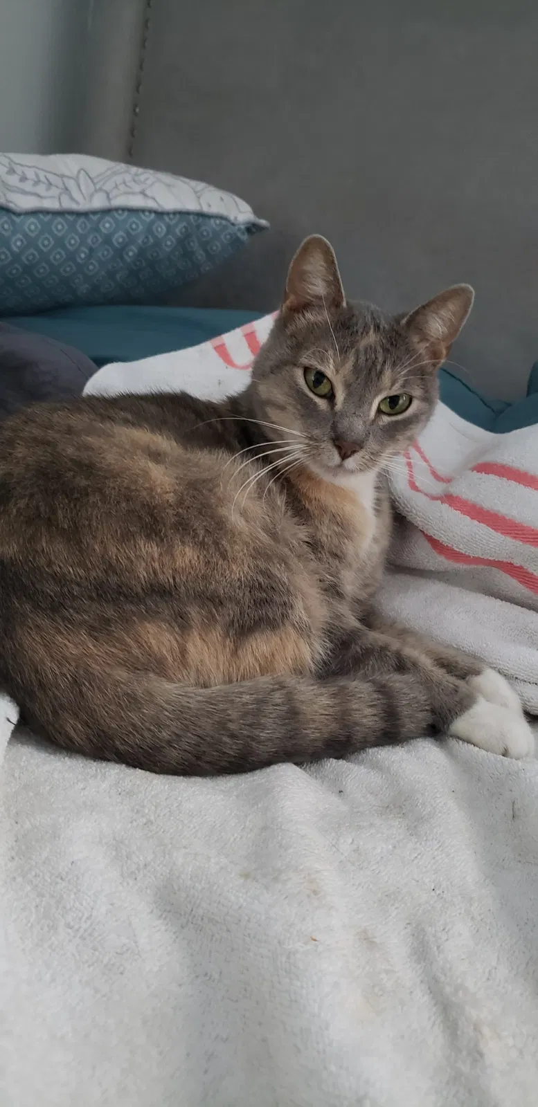 Lost cat in North Richland Hills, TX, 76182