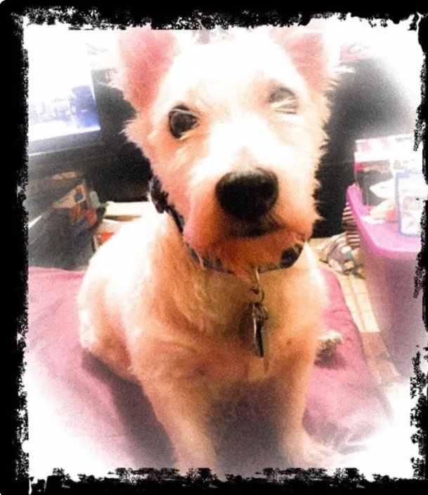 Lost dog in Cleveland, OH, 44109