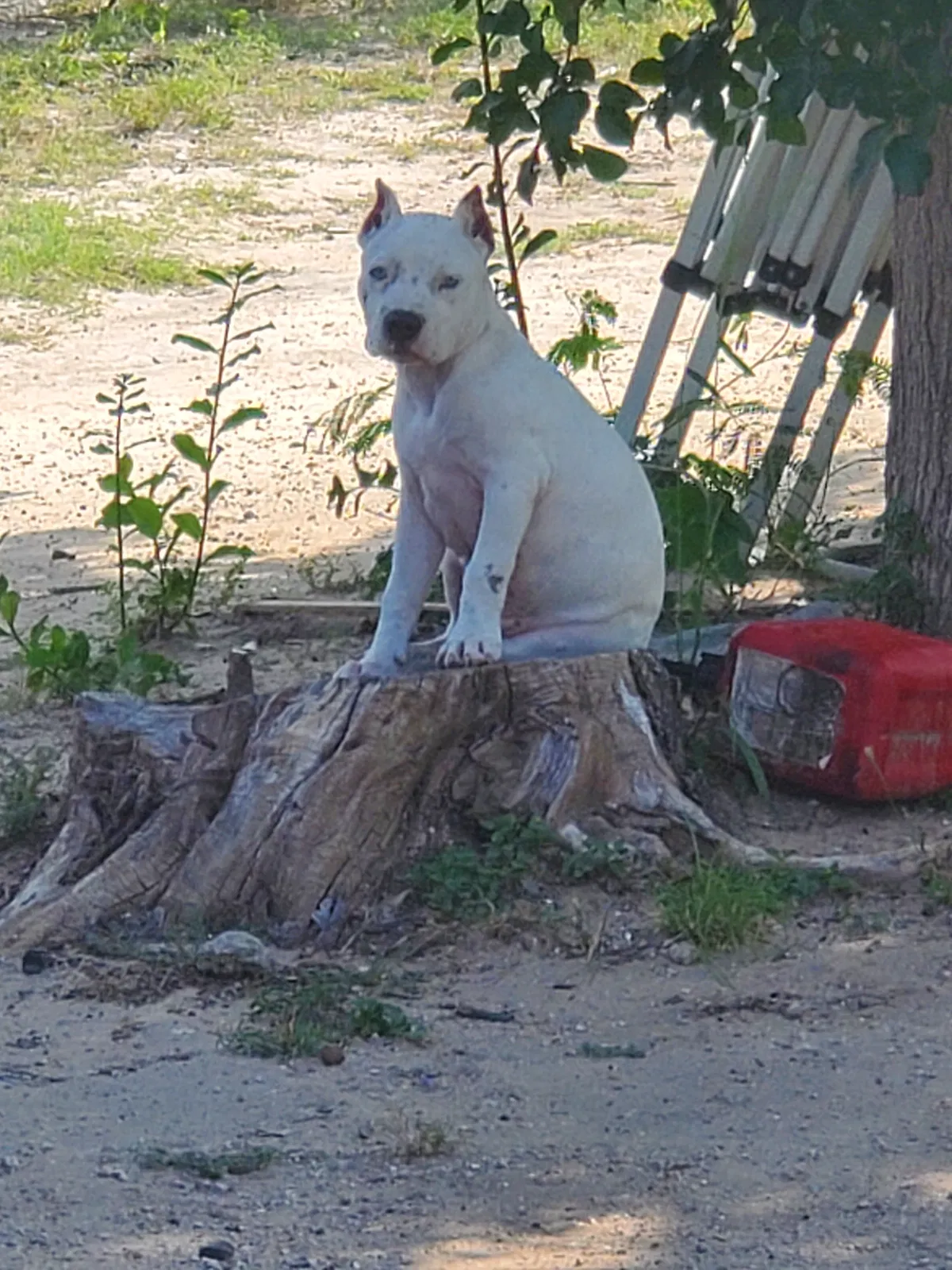 Lost dog in Mcallen, TX, 78501