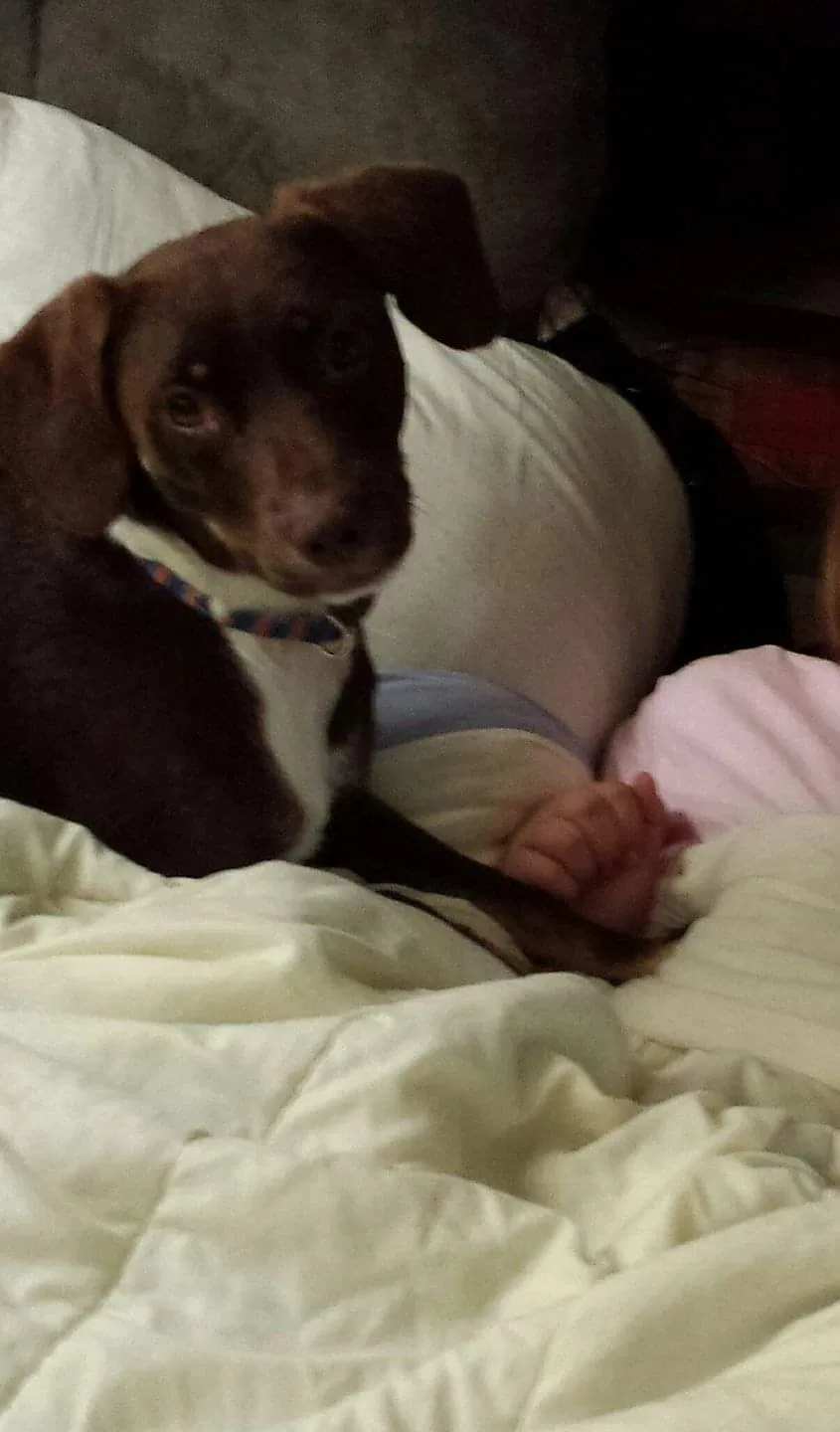 Lost dog in Collinsville, OK, 74021