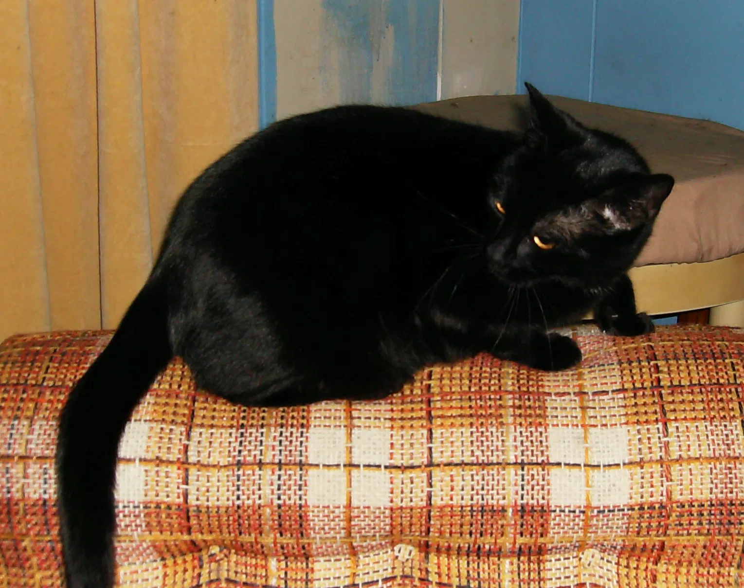 Lost cat in Ferndale, WA, 98248