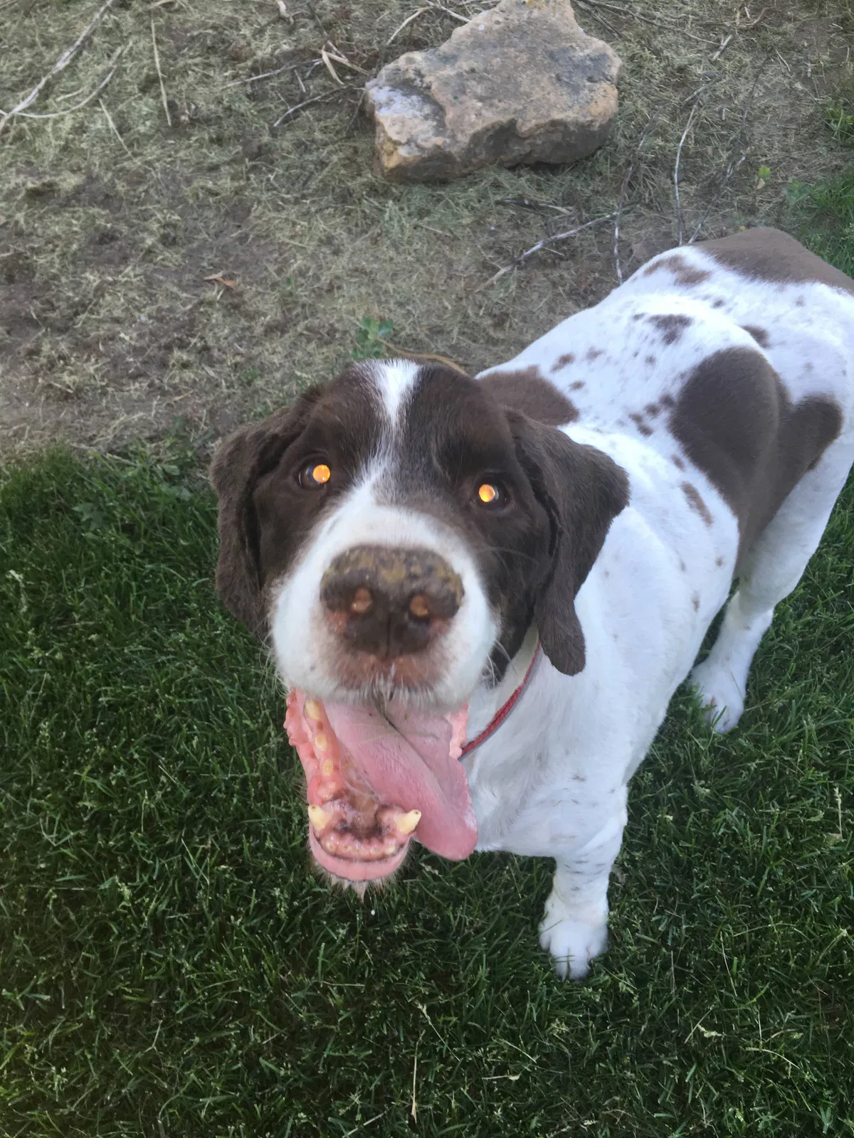 Lost dog in Hastings, MN, 55033