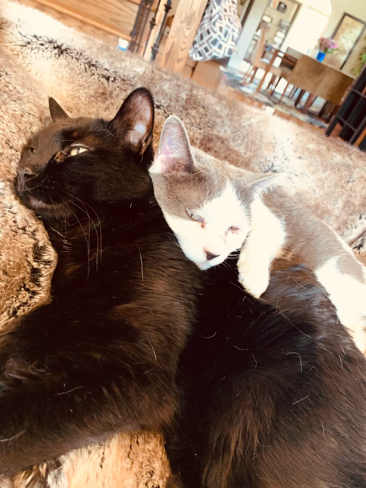 Lost cat in Denver, CO, 80220