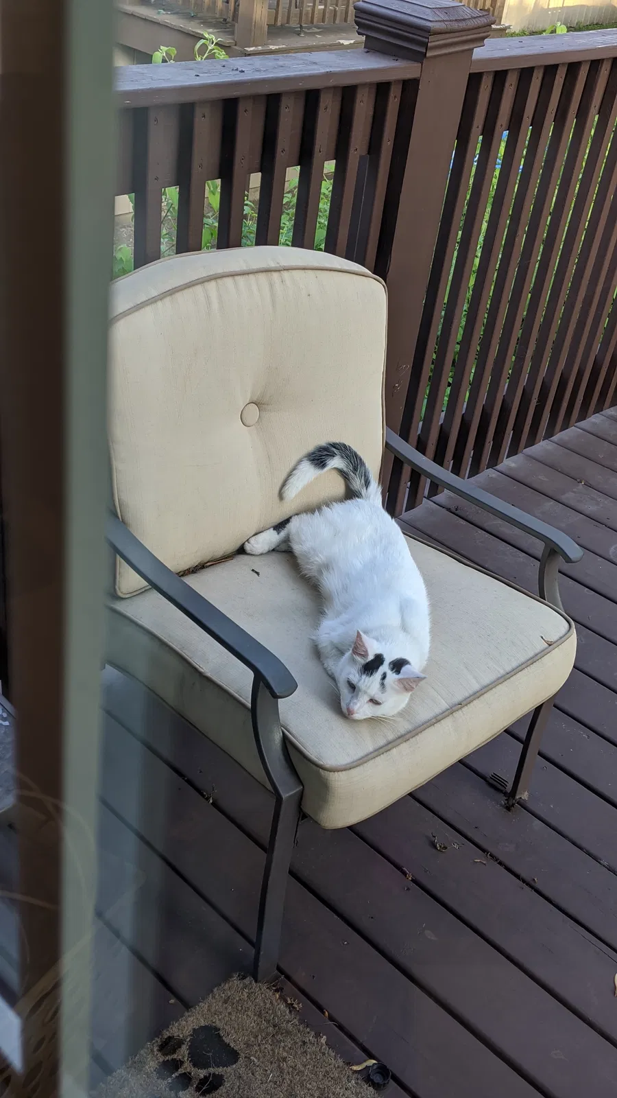 Lost cat in Barrington, IL, 60010