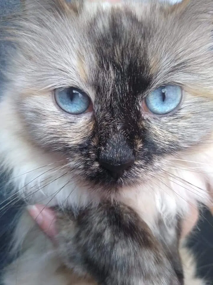 Lost cat in Greer, SC, 29651