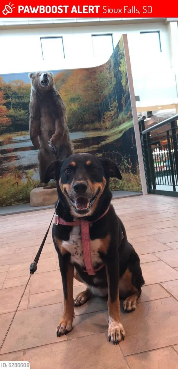 Lost dog in Sioux Falls, SD, 57106