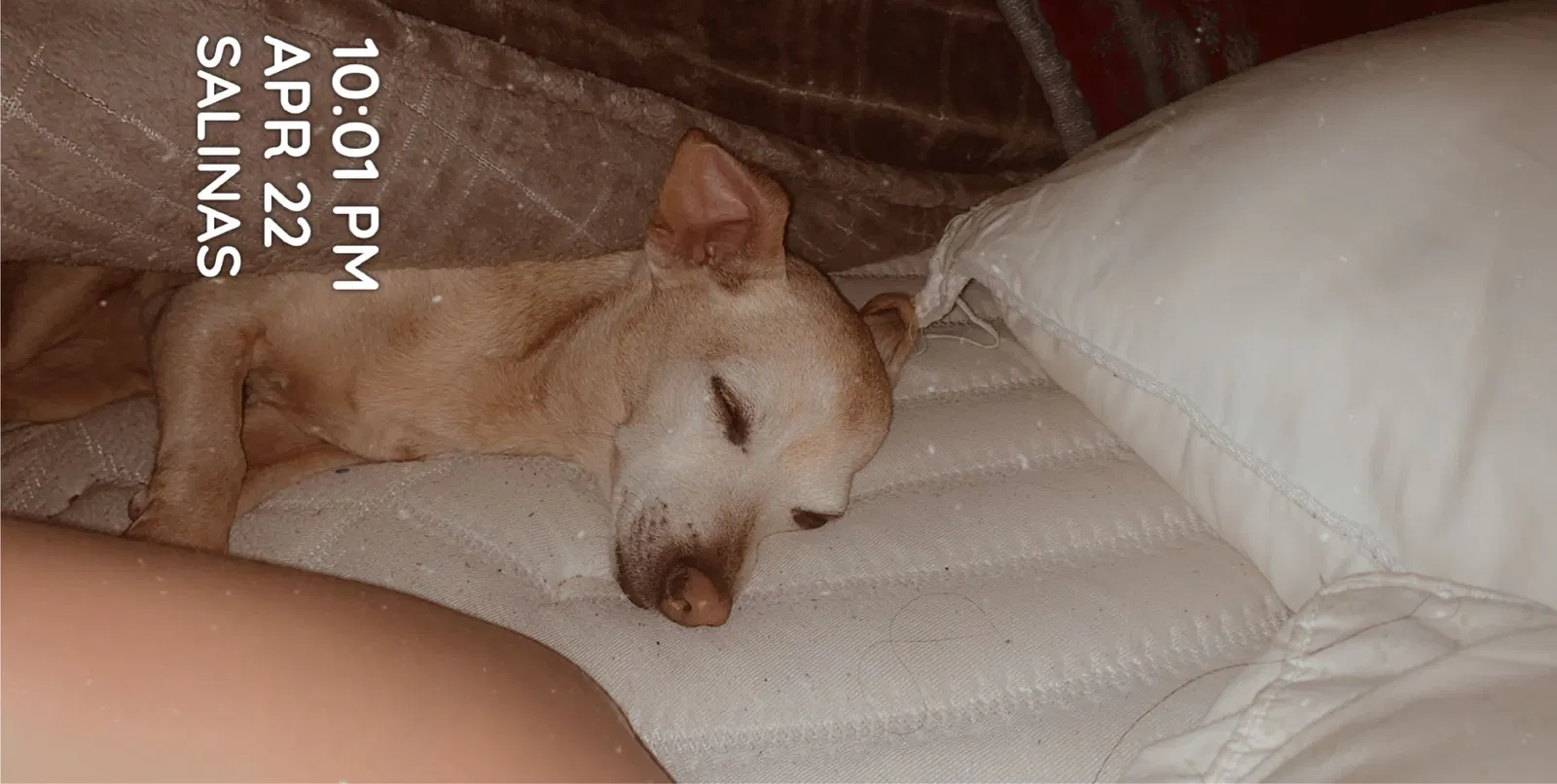 Lost dog in Salinas, CA, 93905