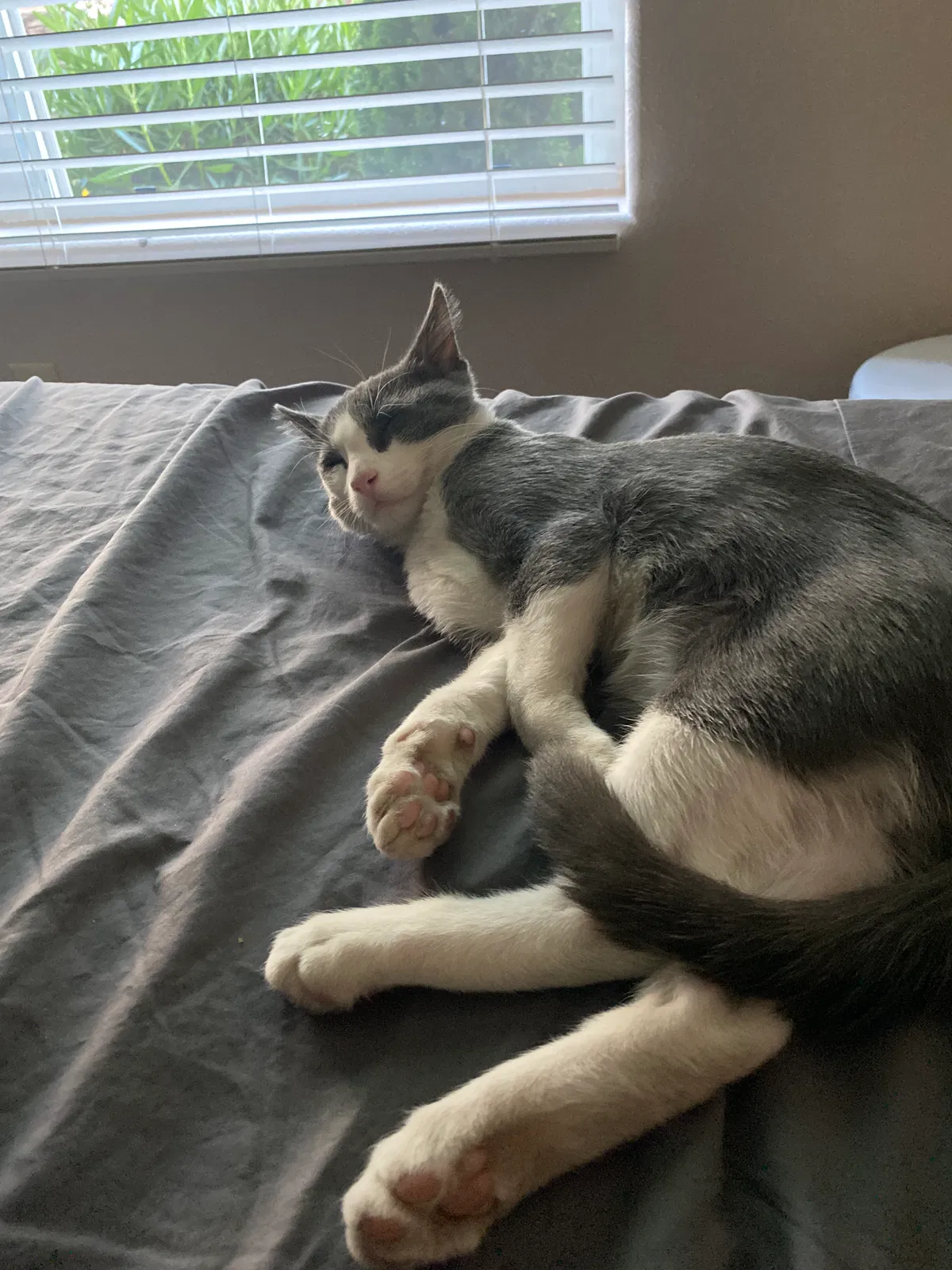 Lost cat in El Paso, TX, 79912