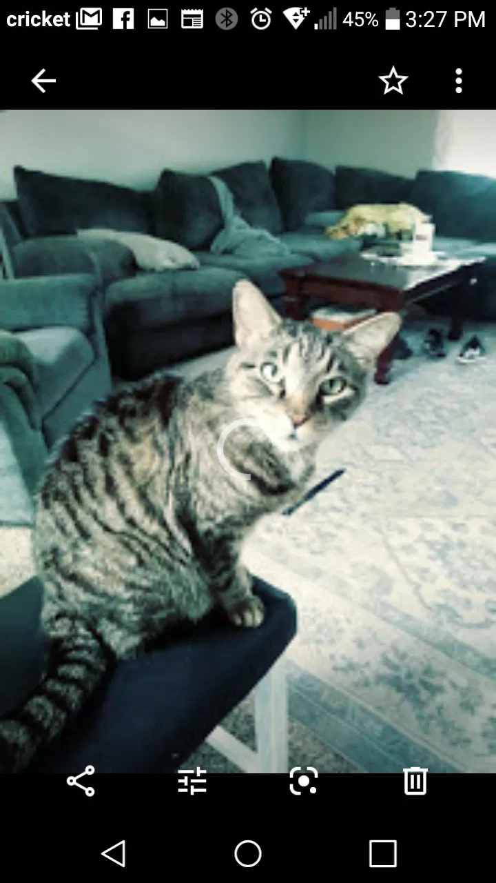 Lost cat in Sevierville, TN, 37862