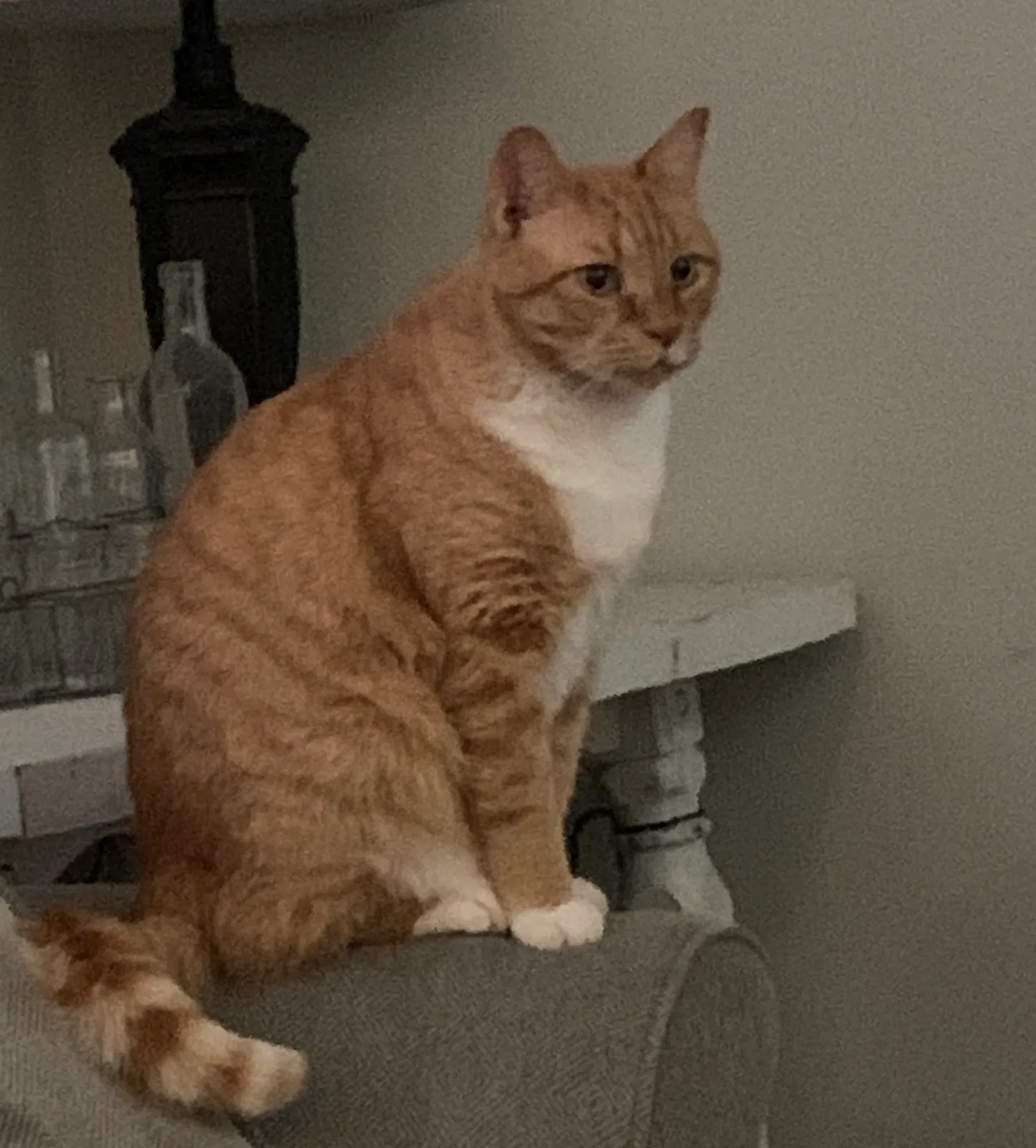 Lost cat in Huntersville, NC, 28078