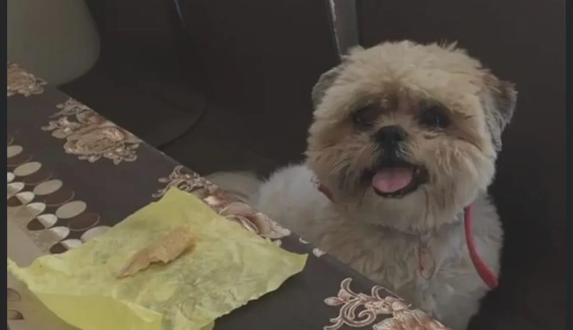 Lost dog in San Diego, CA, 92113