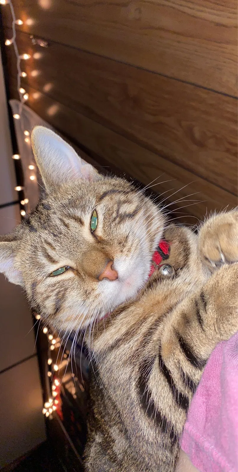 Lost cat in Akron, PA, 17501
