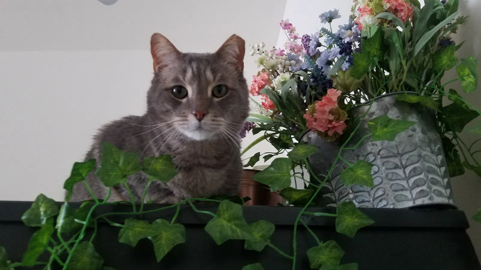 Lost cat in Ann Arbor, MI, 48103
