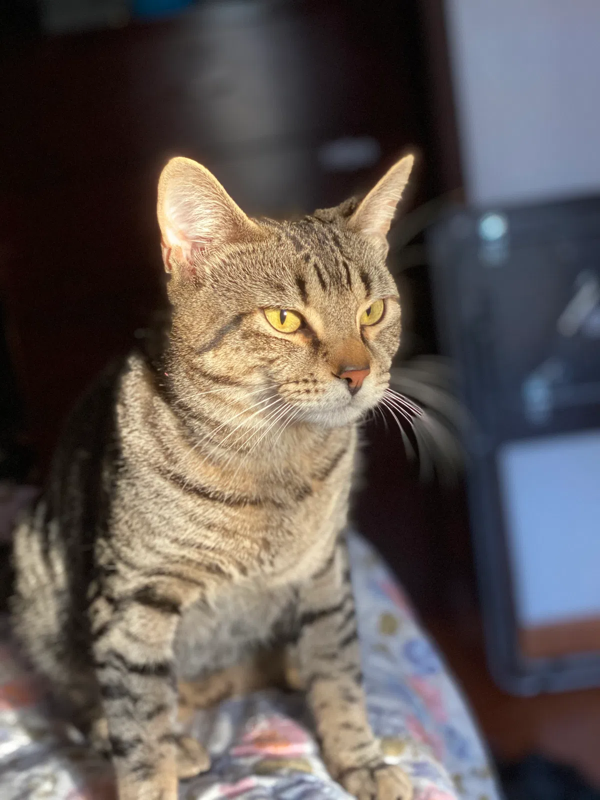 Lost cat in East Elmhurst, NY, 11369