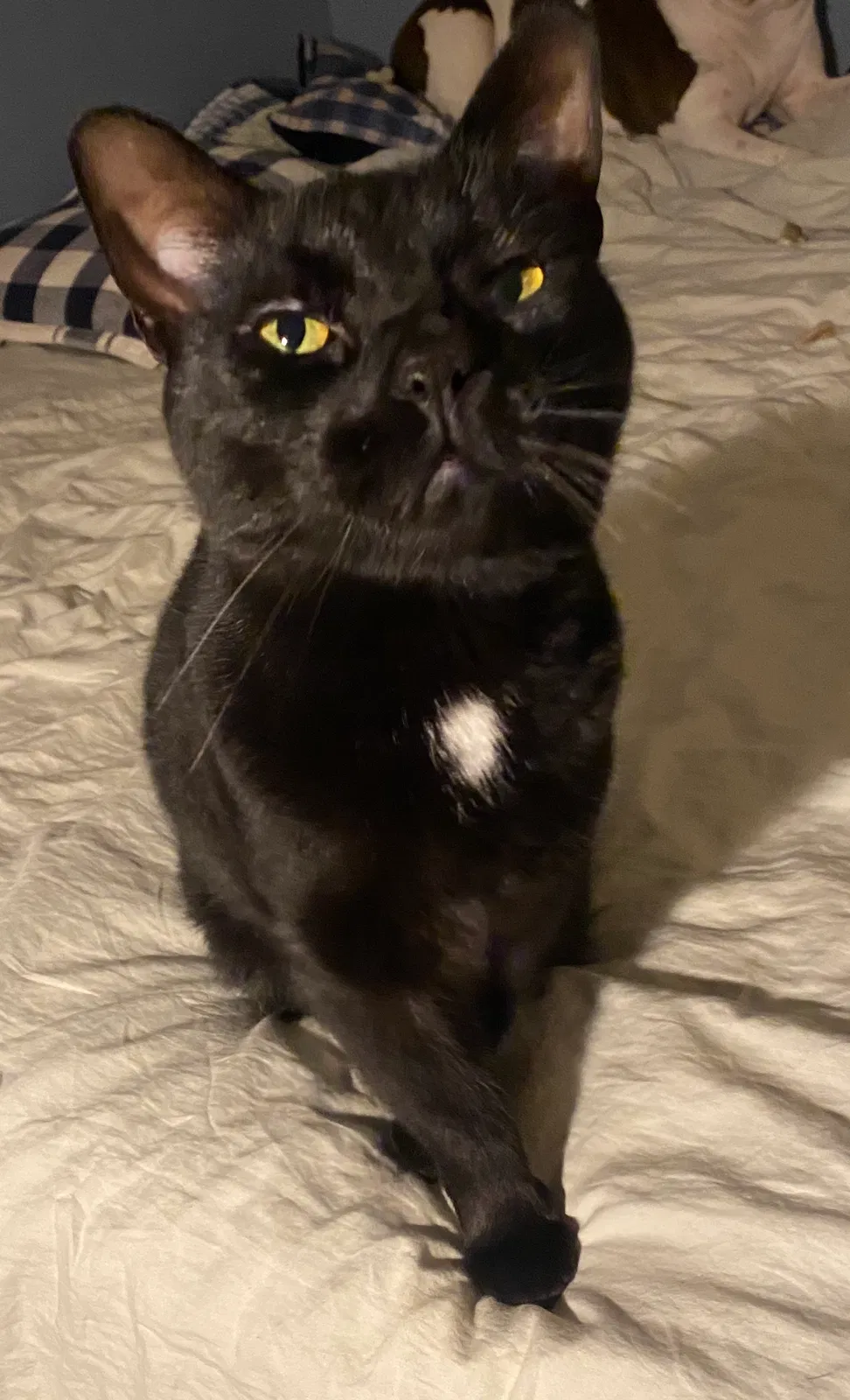 Lost cat in Blissfield, MI, 49228