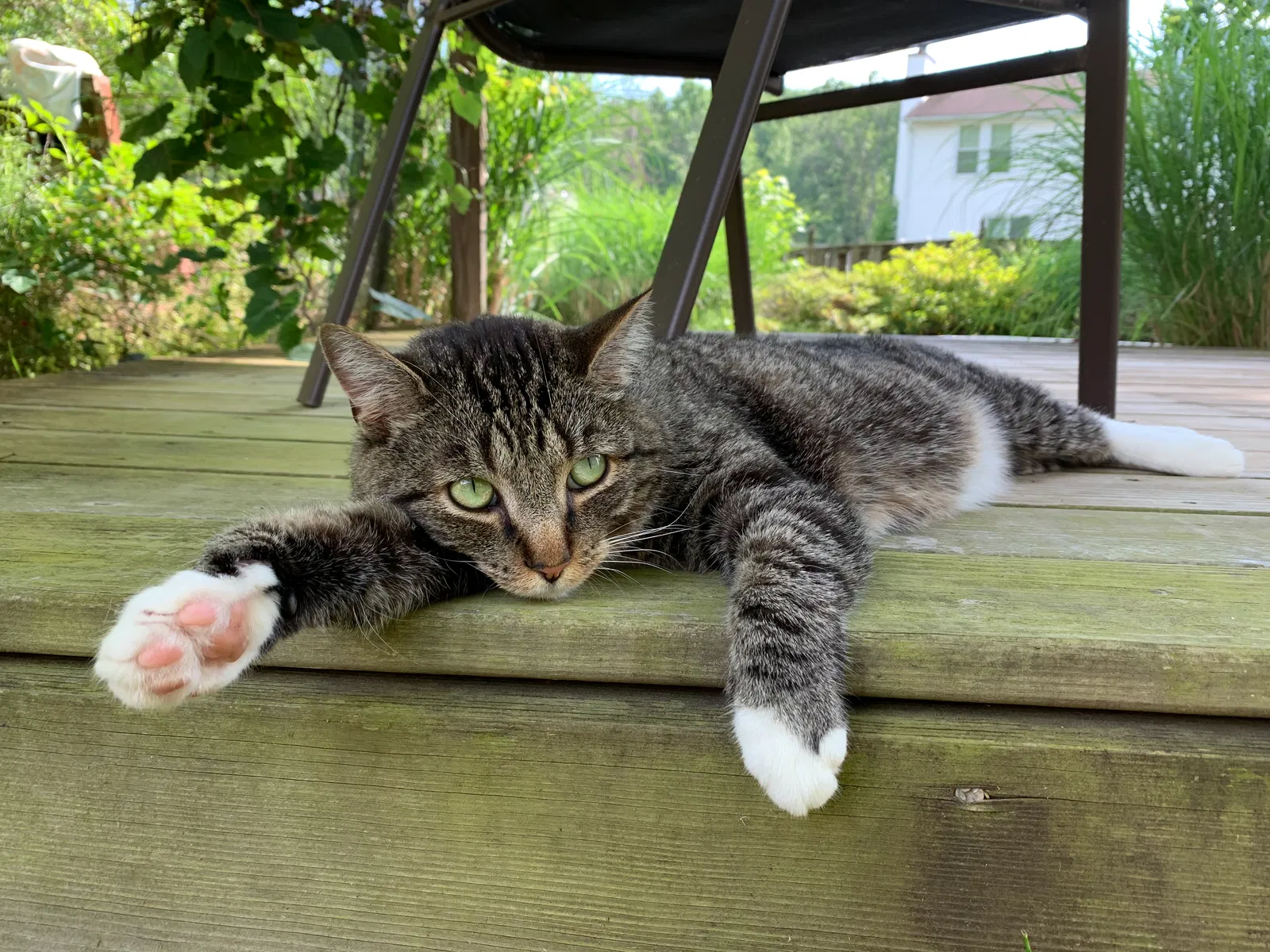 Lost cat in Burke, VA, 22015
