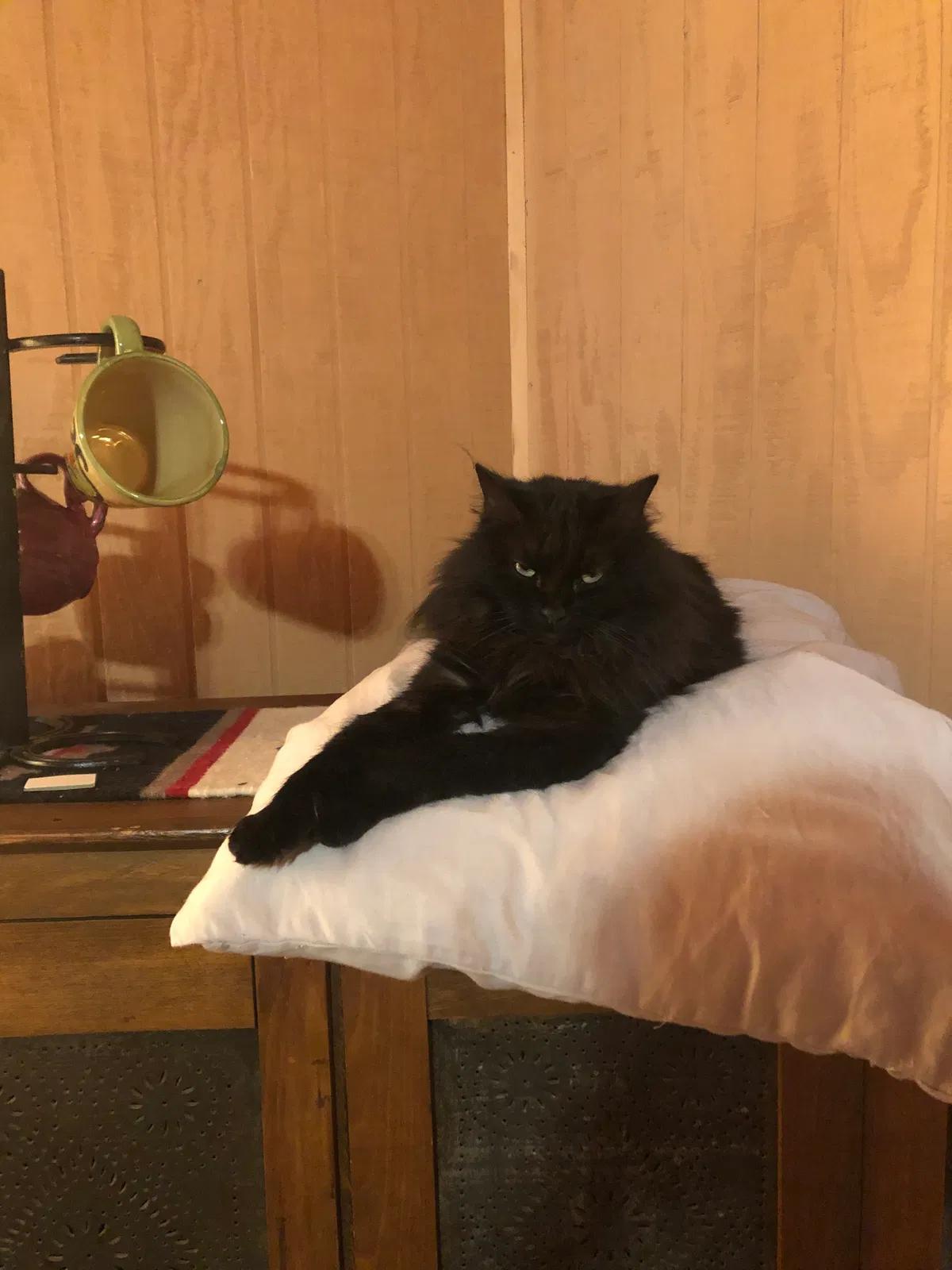 Lost cat in El Paso, TX, 79927