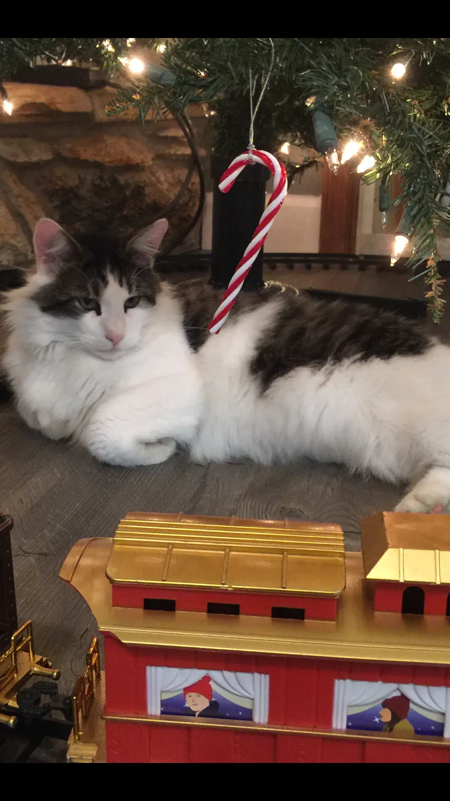Lost cat in Orlando, FL, 32818