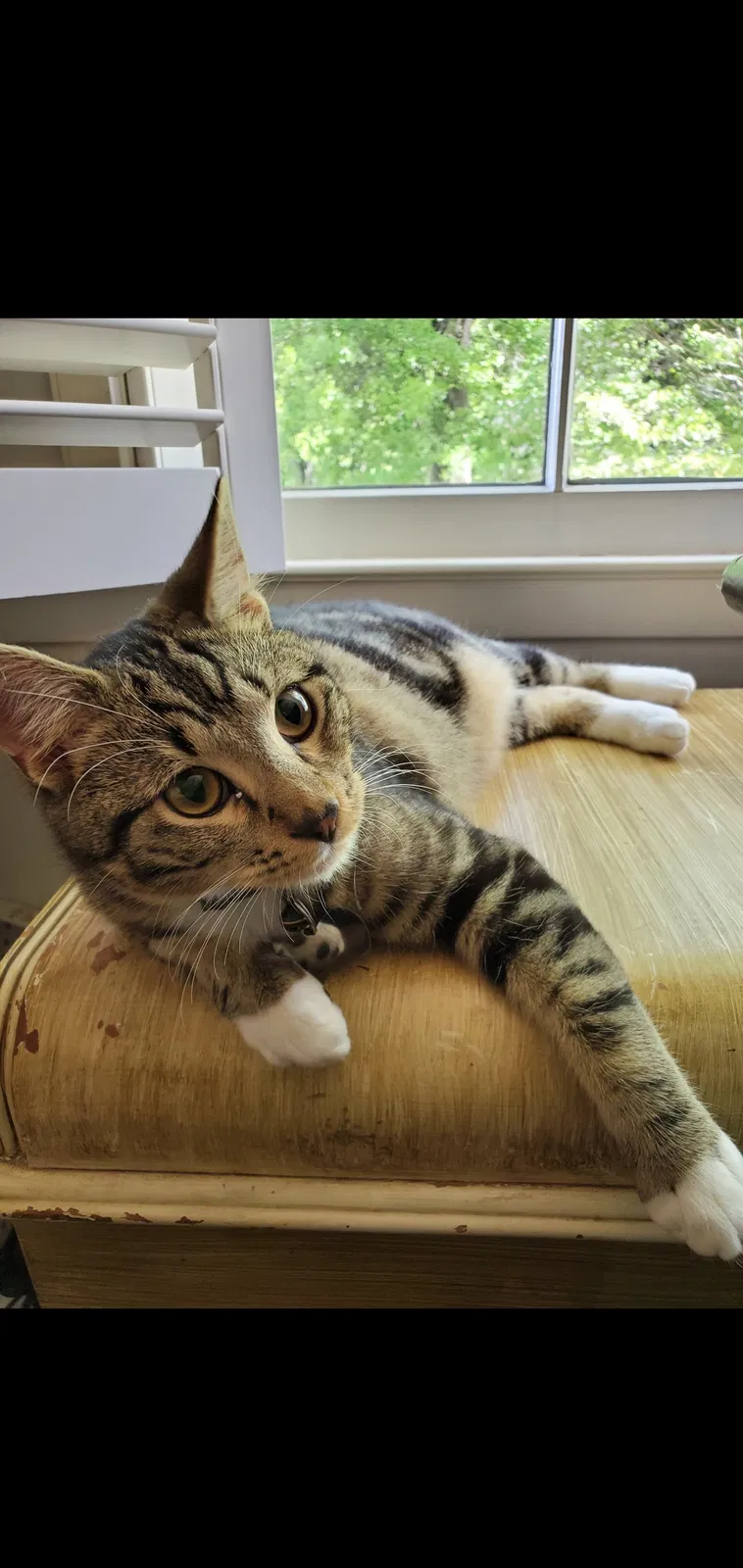 Lost cat in Gainesville, GA, 30501