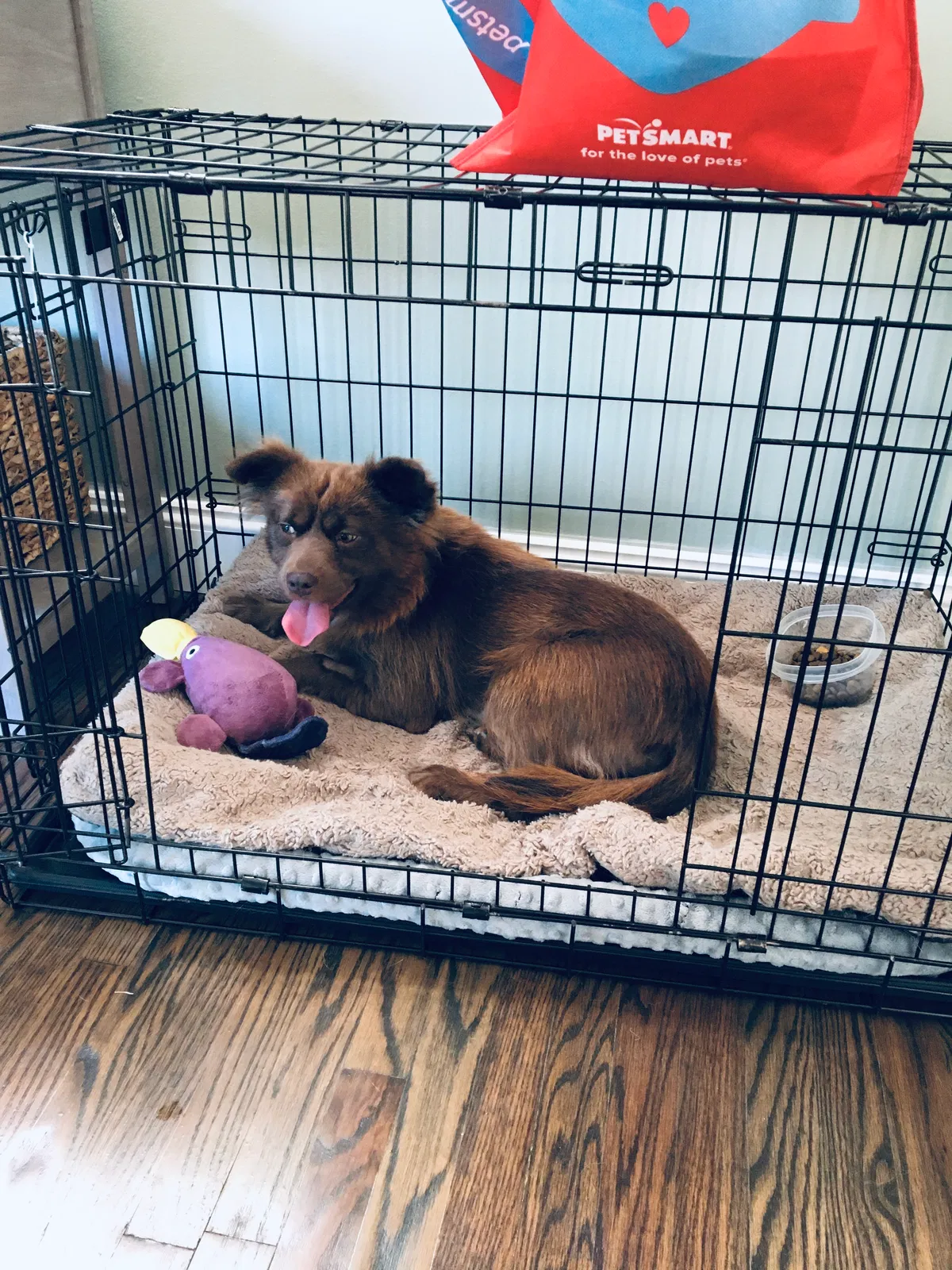 Lost dog in Rochester, NY, 14612