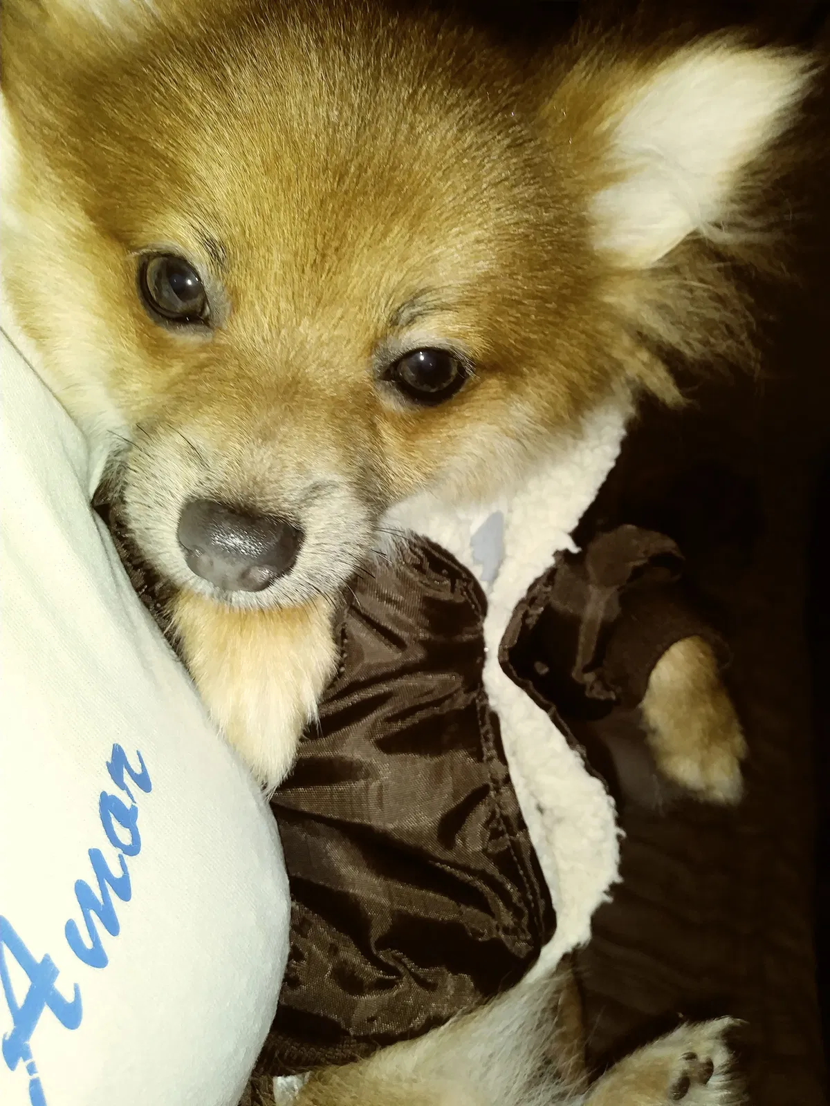 Lost dog in Orlando, FL, 32805