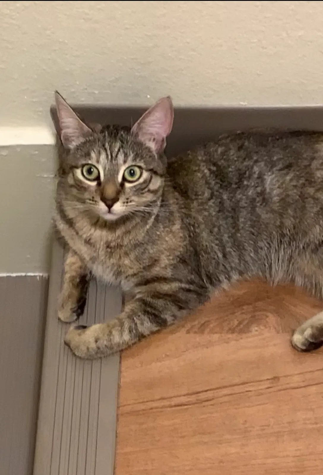Lost cat in Ontario, CA, 91764