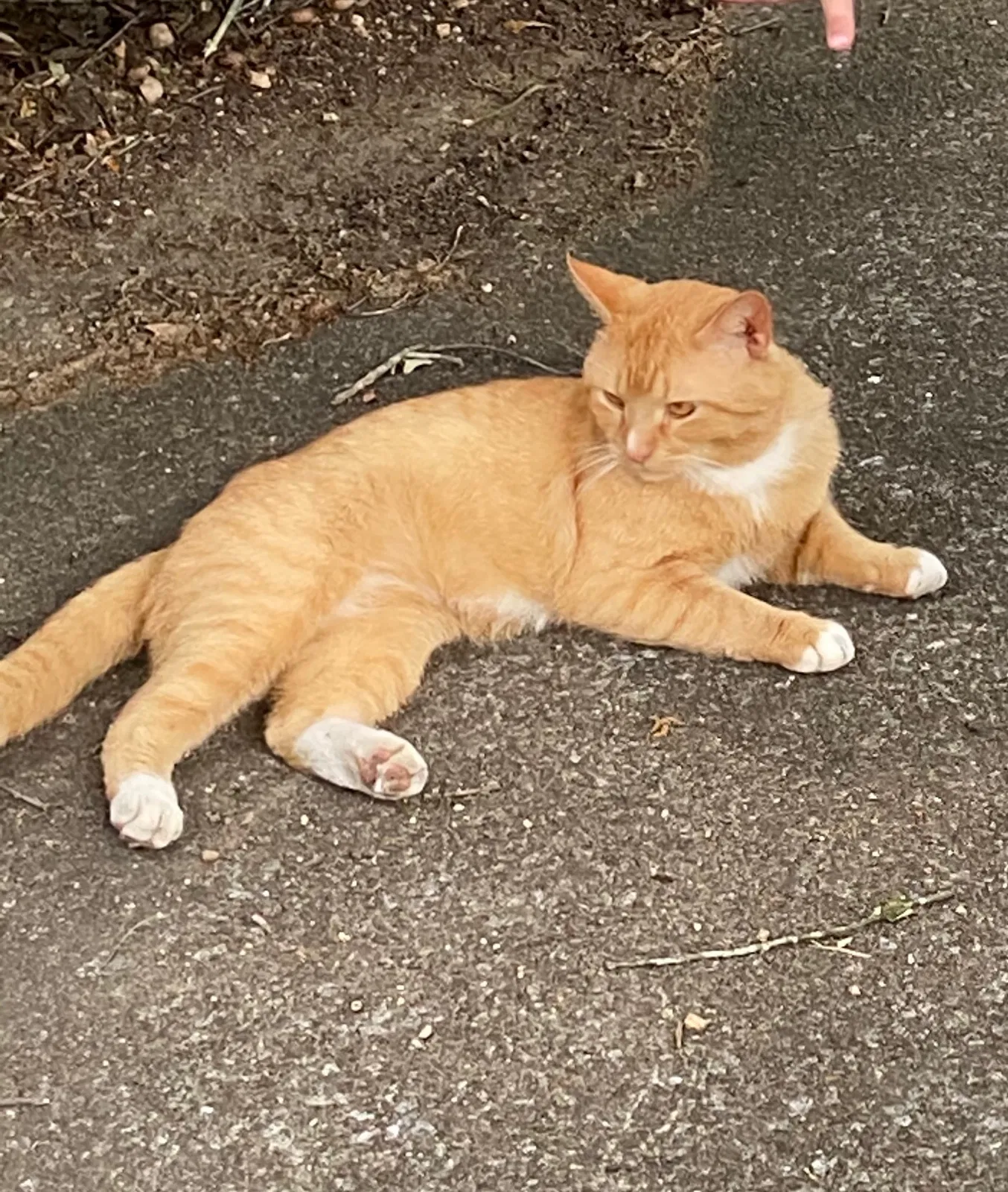 Lost cat in Pelham, AL, 35124