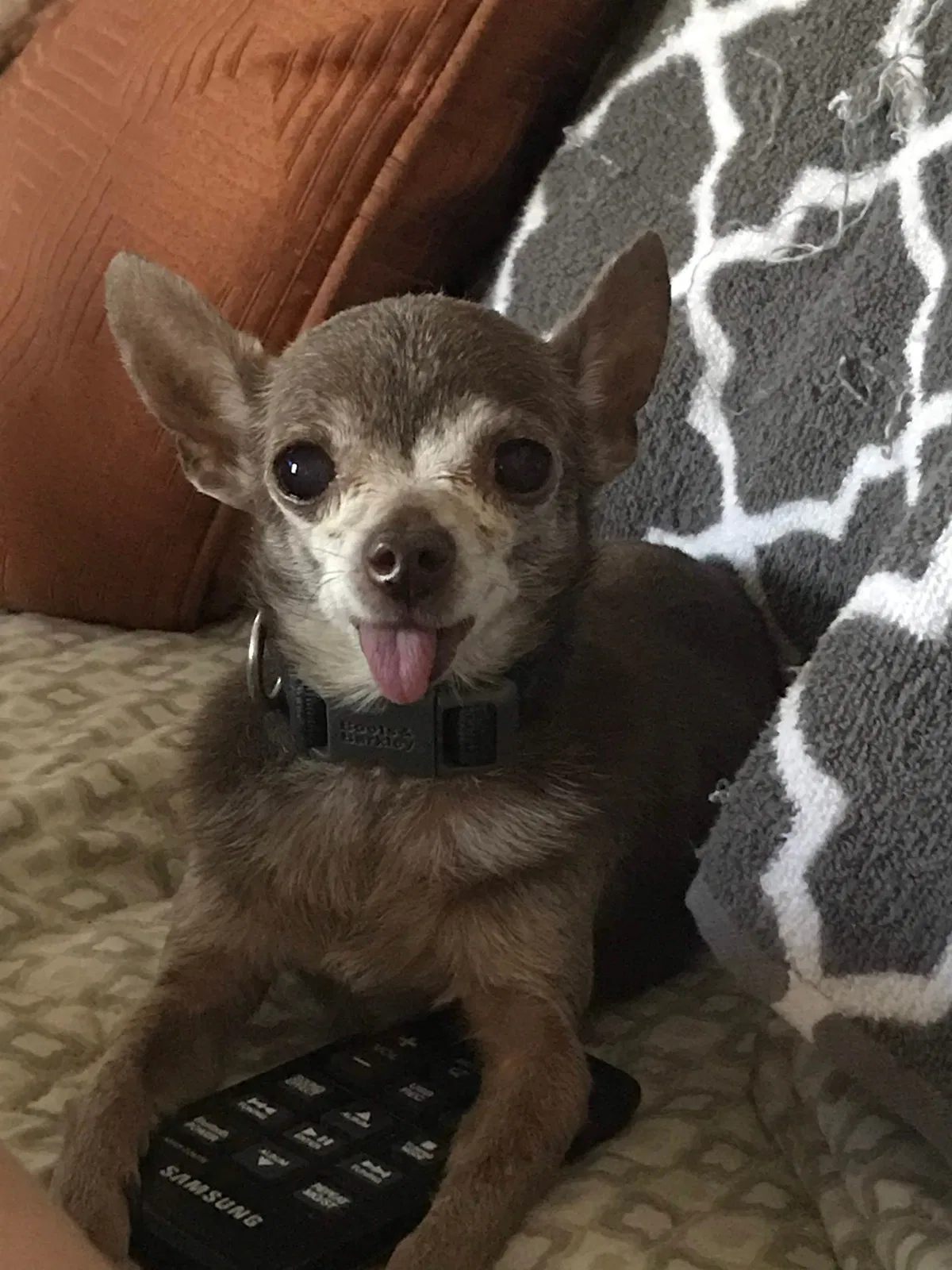 Lost dog in El Paso, TX, 79905