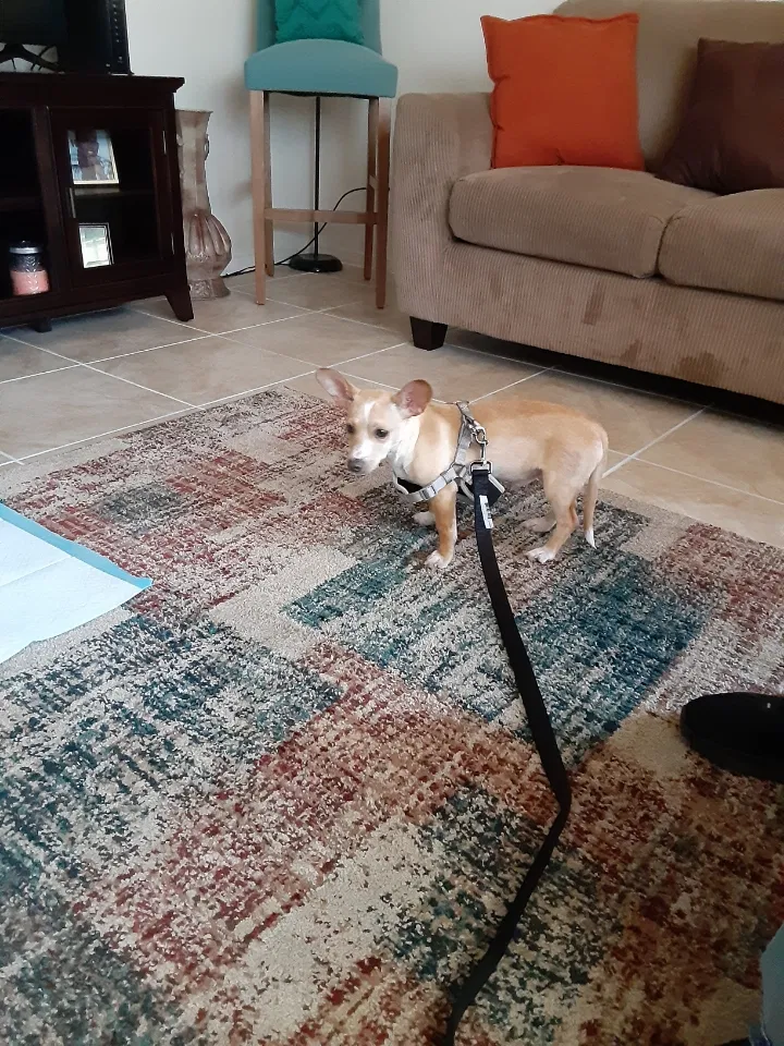 Lost dog in Merced, CA, 95340