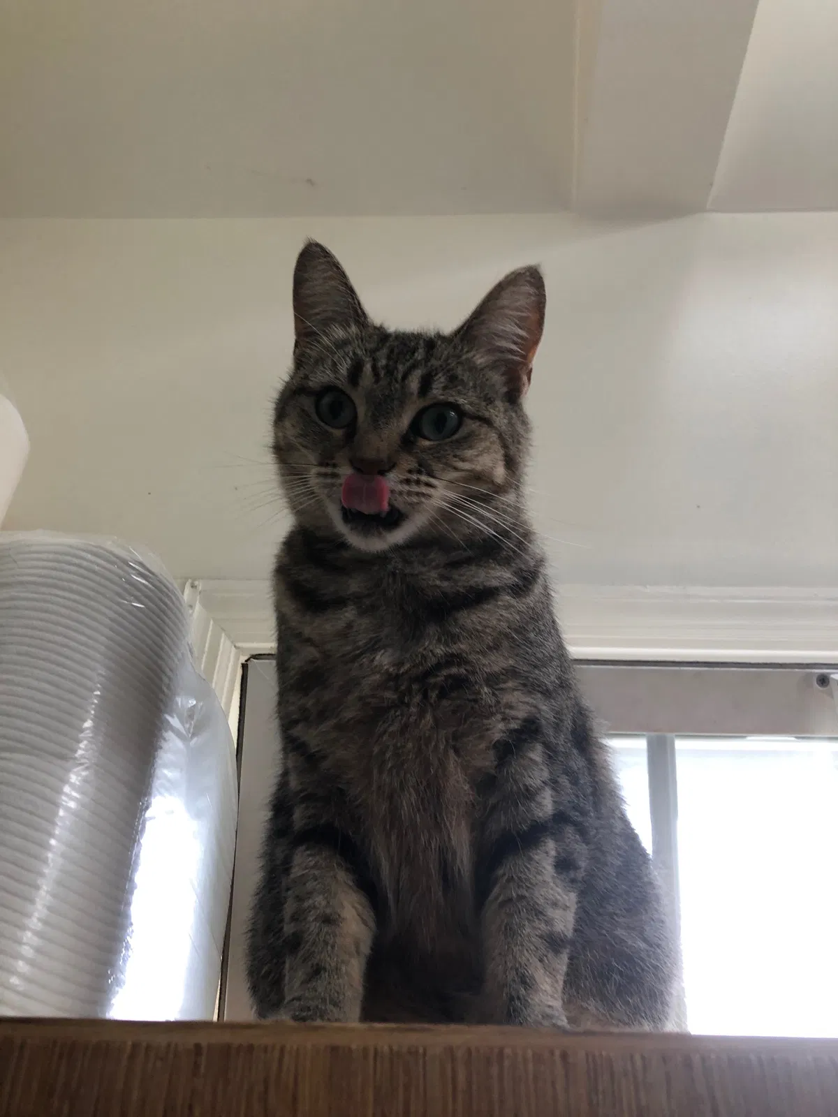 Lost cat in Westfield, MA, 1086