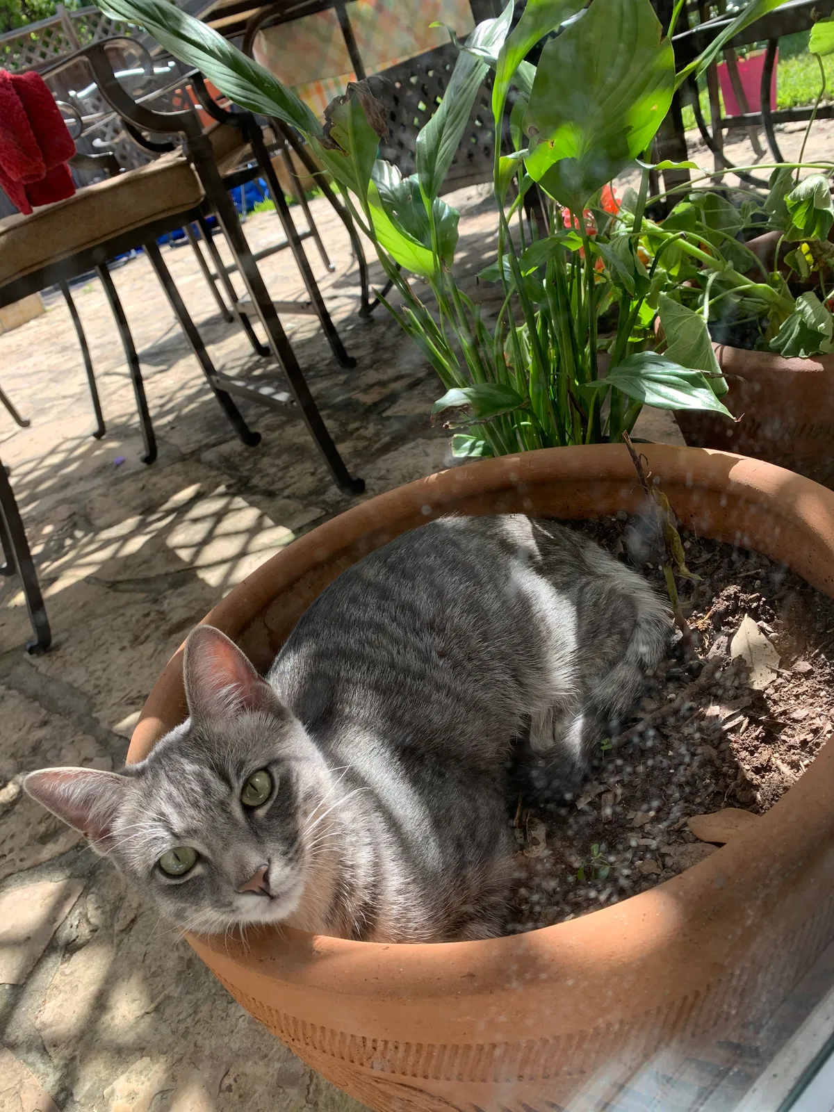 Lost cat in San Antonio, TX, 78247