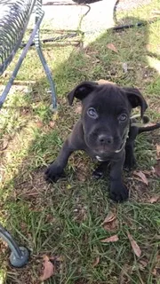 Lost dog in Poplarville, MS, 39470