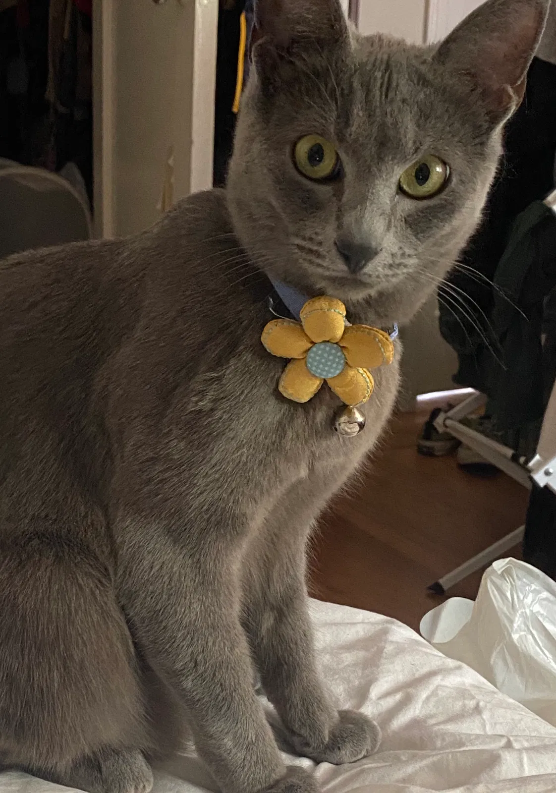 Lost cat in Azusa, CA, 91702