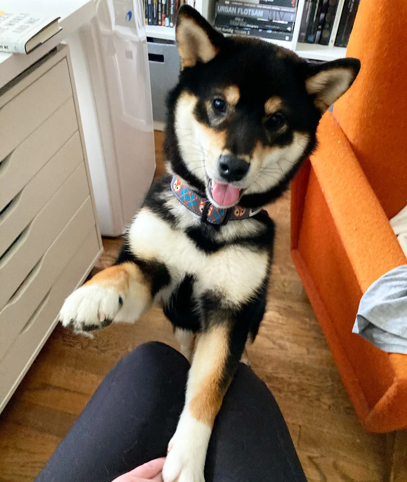 Lost dog in Seattle, WA, 98102