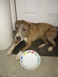 Found dog in Bakersfield, CA, 93313