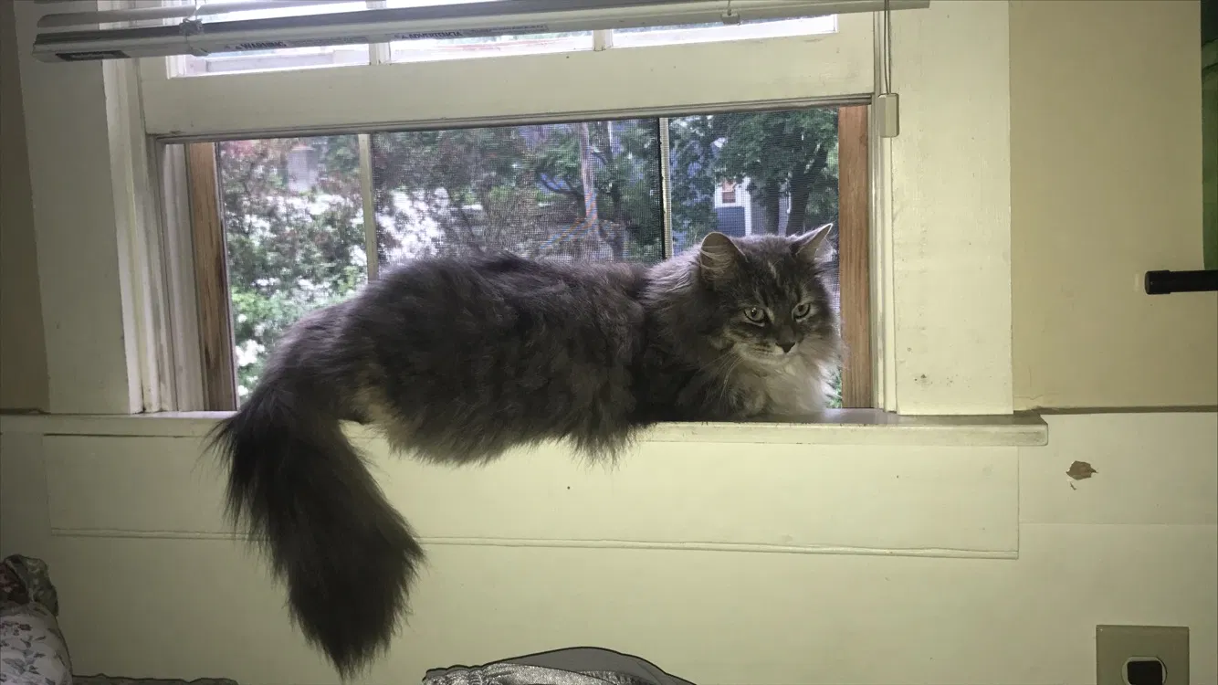 Lost cat in Salem, MA, 1970