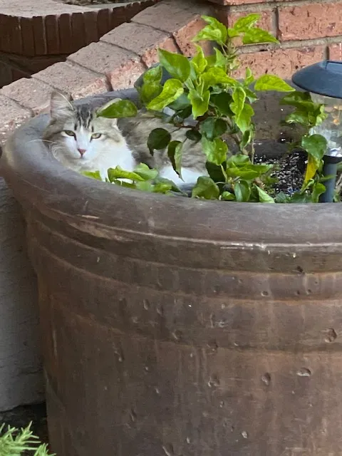 Lost cat in Gilbert, AZ, 85234