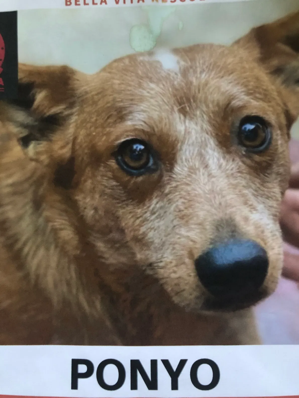Lost dog in Emeryville, CA, 94608