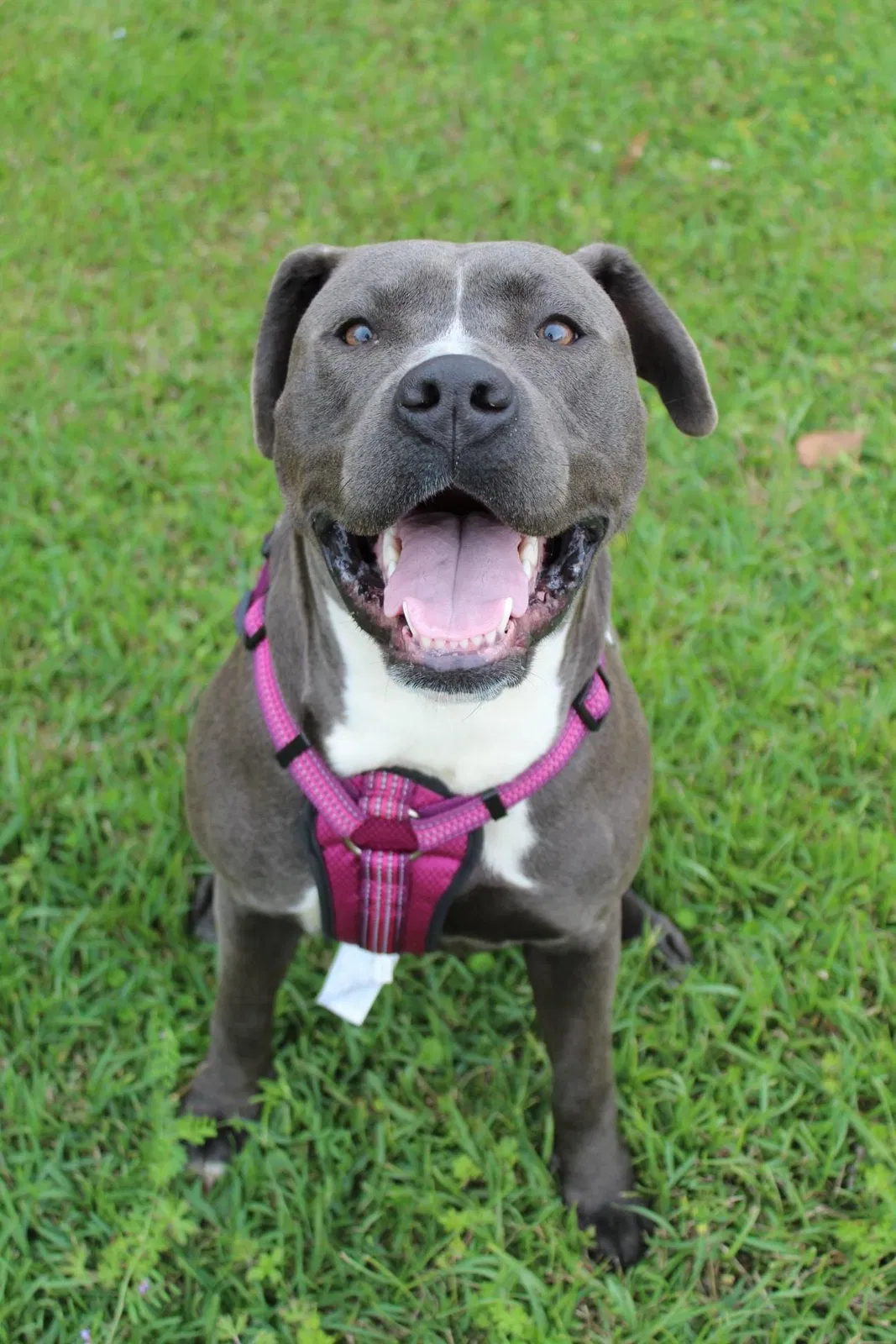 Lost dog in Vancleave, MS, 39565